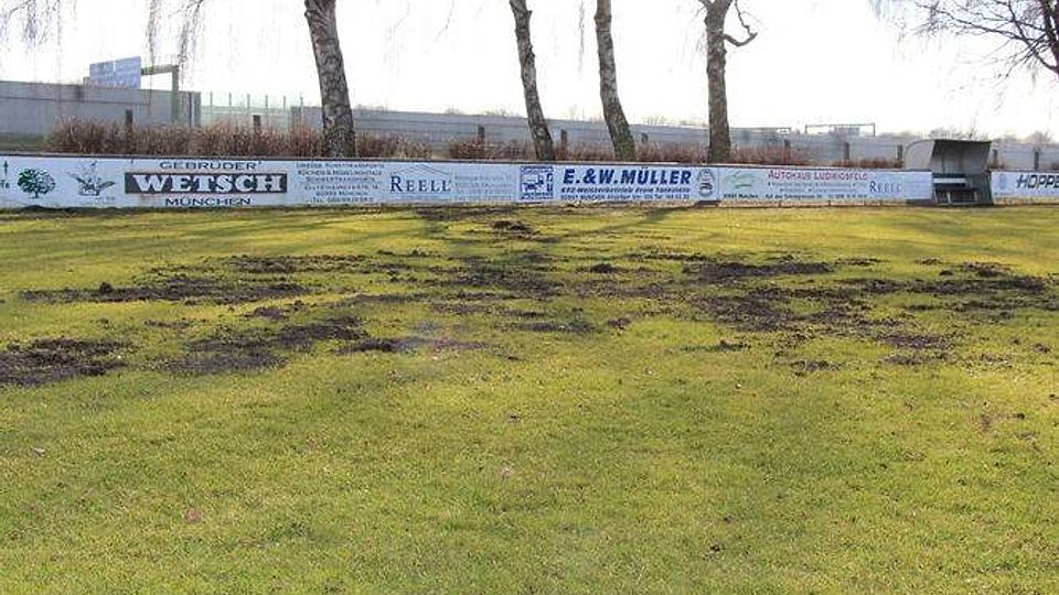 Ein Maulwurf hat das Spielfeld des TSV Allach heim
