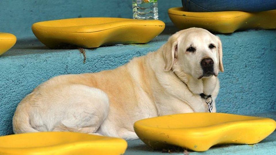 FC Emmering II - TSV Geiselbullach II 2:1 (1:1)