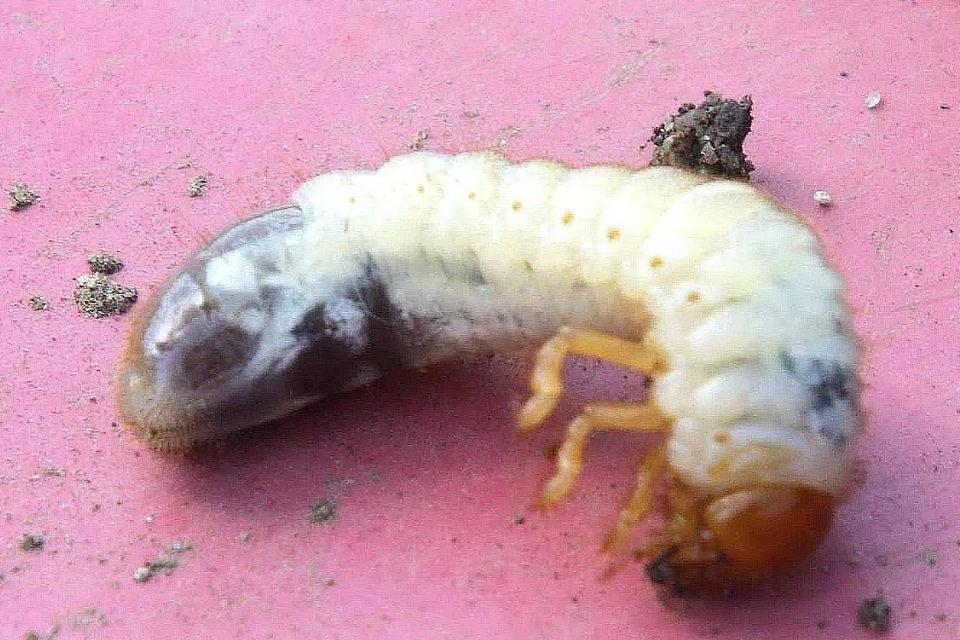 Einer der Übeltäter: Larven von Mai- und Junikäfern fressen die Graswurzeln, bevor sie selbst zum Leckerbissen für Vögel und Igel werden. Einer der Übeltäter: Larven von Mai- und Junikäfern fressen die Graswurzeln, bevor sie selbst zum Leckerbissen für Vögel und Igel werden.