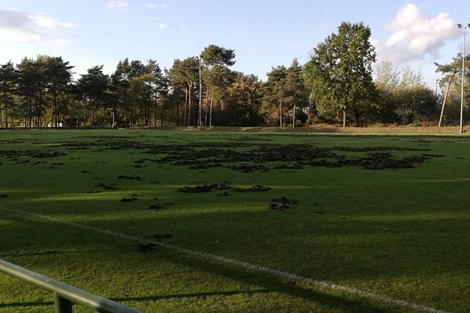 Der Waldplatz auf der Sportanlage Waldstraße des FC Eisenhüttenstadt wurde zu großen Teilen von Wildschweinen verwüstet.