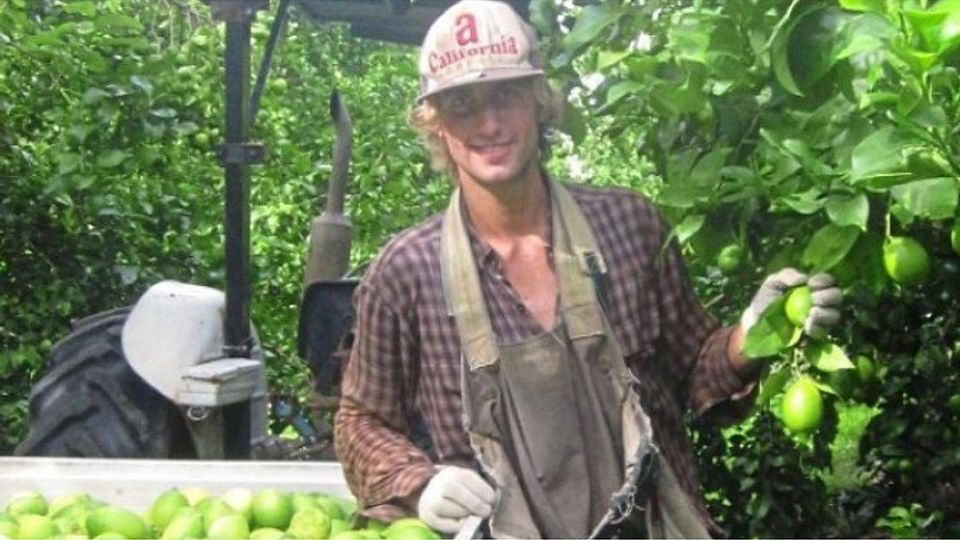 Geld verdienen auf der Farm: Markus Aulbert hilft 2012 in der Nähe von Brisbane beim Zitronenpflücken. Fotos: Aulbert