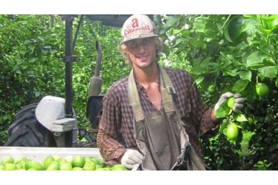 Geld verdienen auf der Farm: Markus Aulbert hilft 2012 in der Nähe von Brisbane beim Zitronenpflücken. Fotos: Aulbert