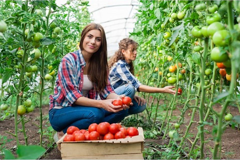Bei Jacobs Budgetplant hat man die Wahl aus verschiedenen Sorten, wie z.B. Tomaten, Paprika, Gurken, u.v.m. Quelle: Jacobs Budgetplant
