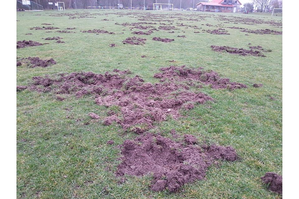 Wildschweine haben den Sportplatz in Hettenhain verwüstet.	Foto: wita/Martin Fromme