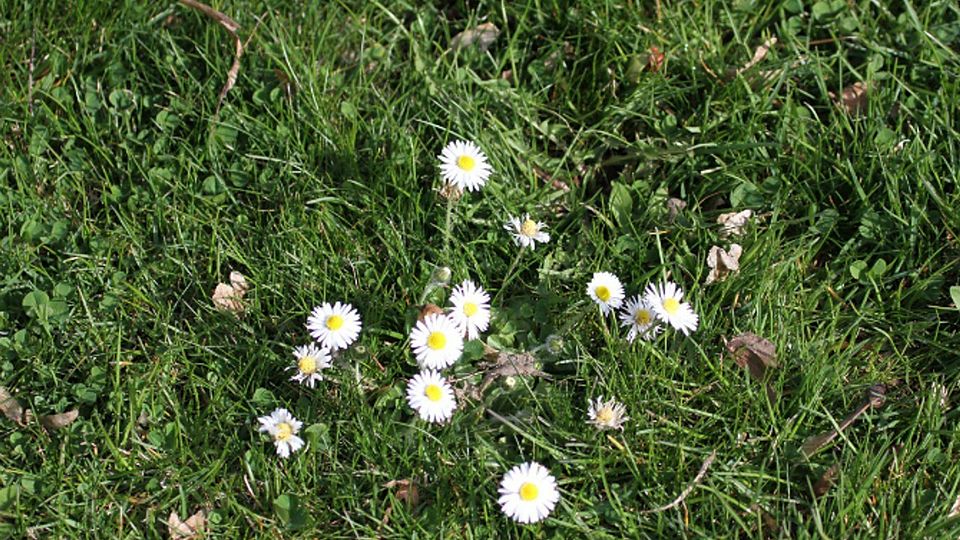 Rasen oder Wiese? Dem Fußball ist das einerlei. | Foto: Benedikt Hecht