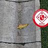 Die zweite Mannschaft der SVW Mainz vergrößert im Aufstiegskampf den Abstand auf einen Konkurrenten.