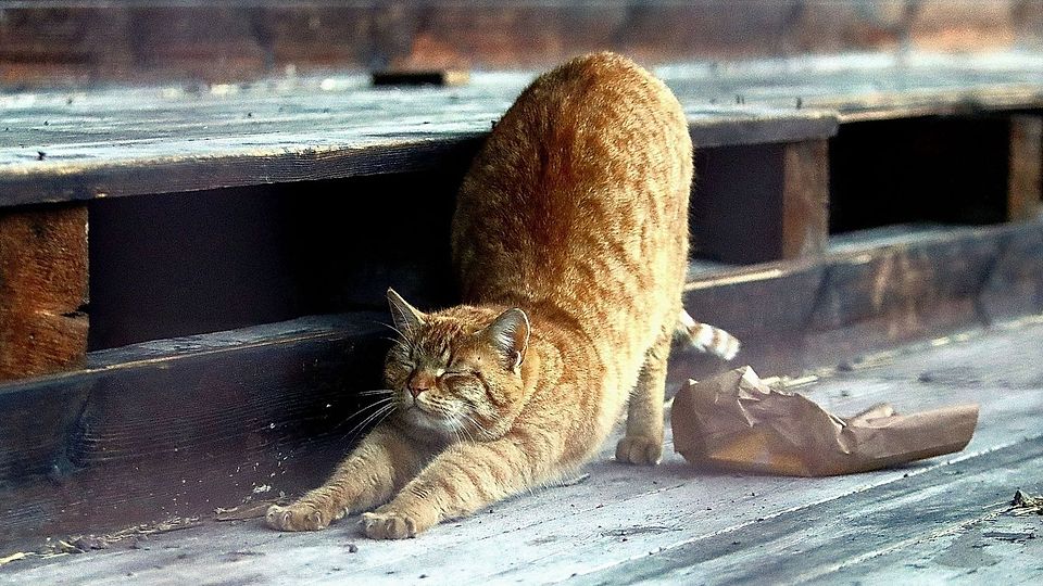 Aktuell wird die Manfred-von-Brauchitsch-Kampfbahn in Arnstadt von Katzen statt Fußballern "benutzt".