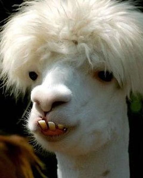 Foto: Dominik Lenhardt