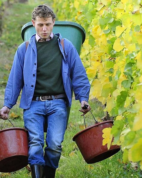 Foto: Weingut Schätzel Nierstein